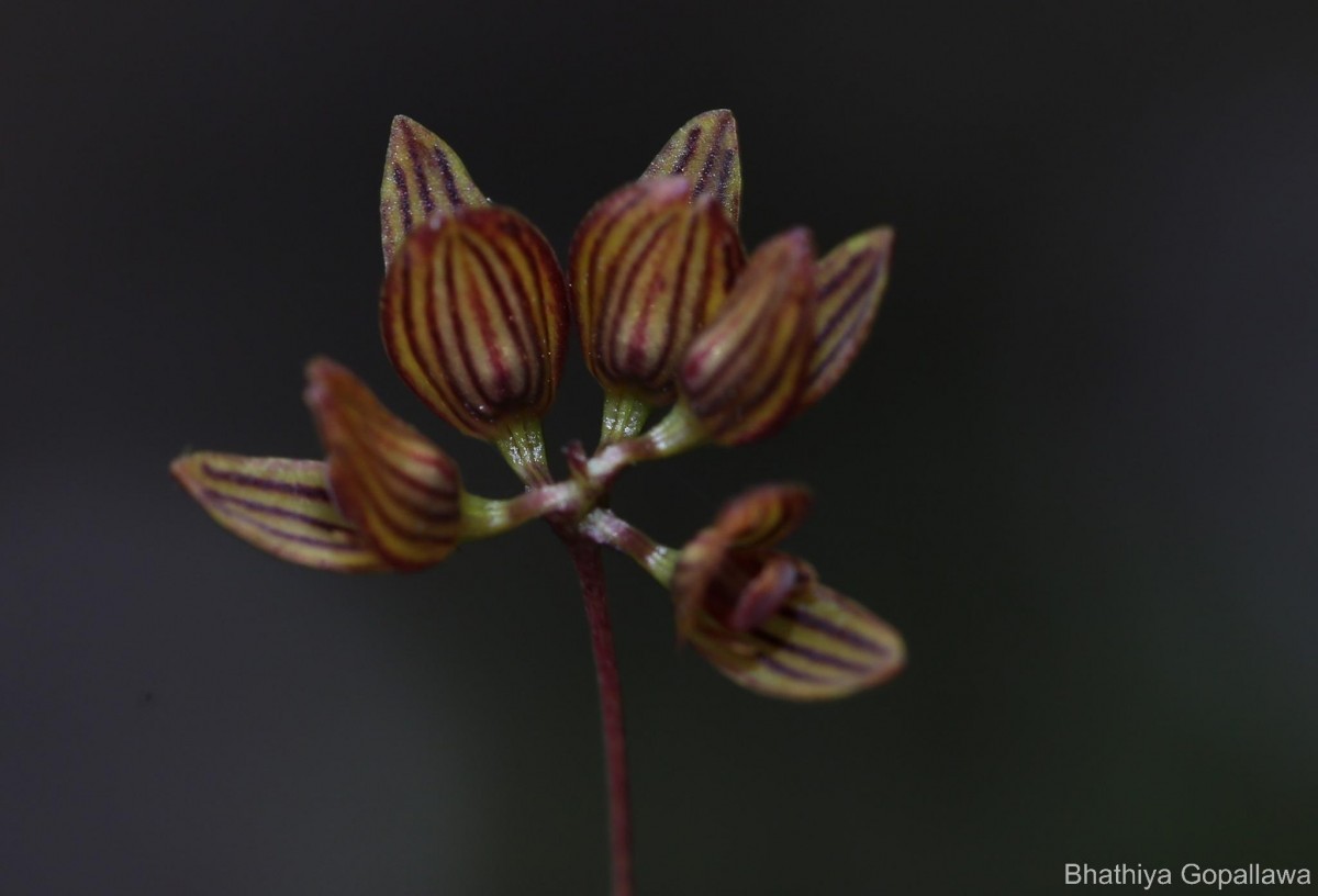 Bulbophyllum petiolare Thwaites